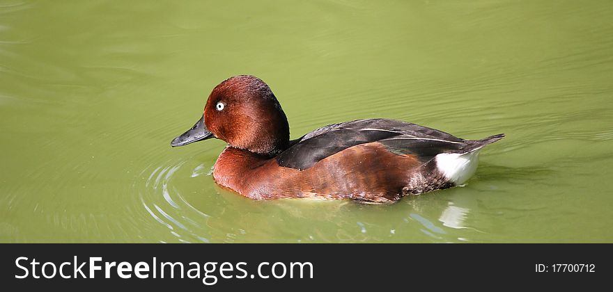 Duck brown and white and river. Duck brown and white and river