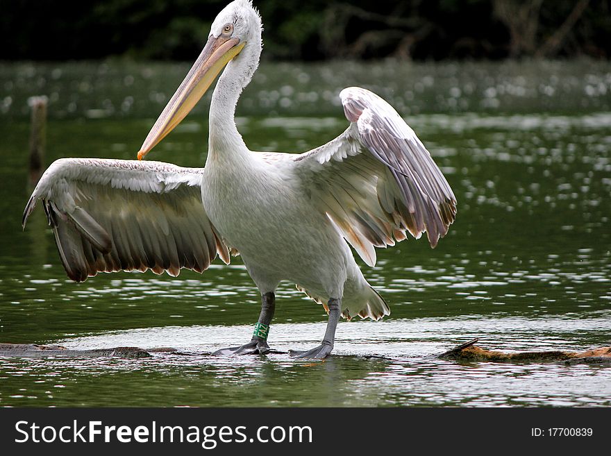 Pelican and water white and green. Pelican and water white and green