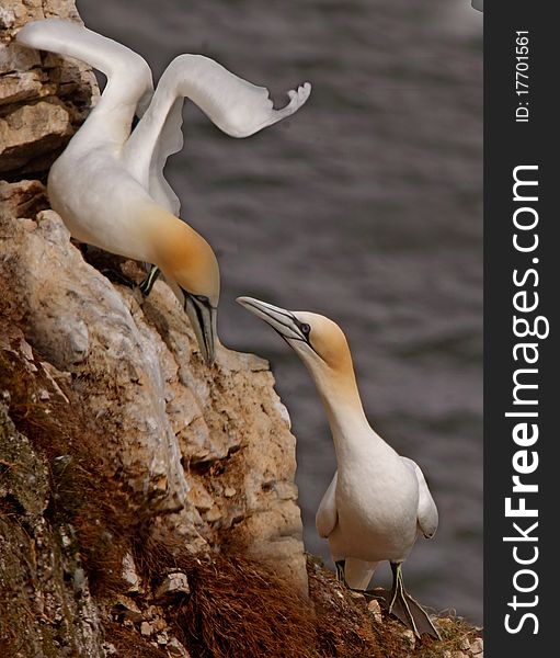 A male and a female Northern Gannet get together at Bempton Cliffs on the Yorkshire coast in England. A male and a female Northern Gannet get together at Bempton Cliffs on the Yorkshire coast in England.