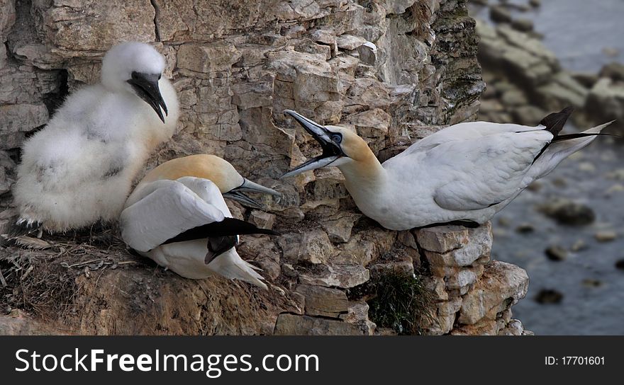 Gannets On The Cliff Face