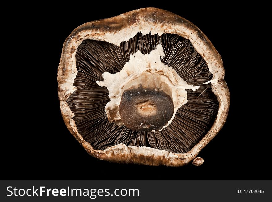 Fungi with black background and studio lighting