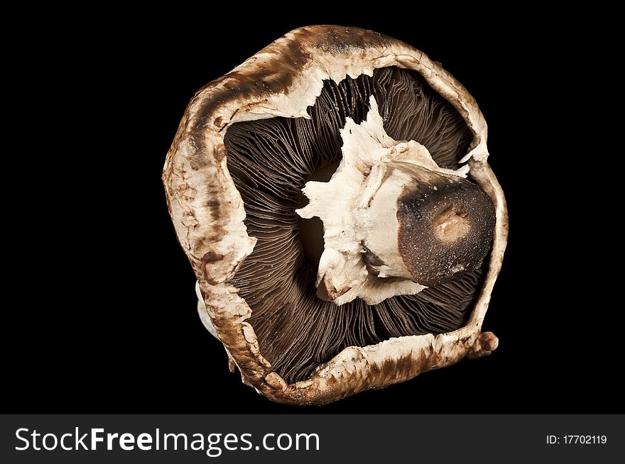 Fungi with black background and studio lighting