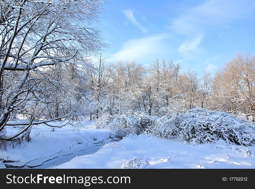 Photo of snow-covered forest in January. Photo of snow-covered forest in January.