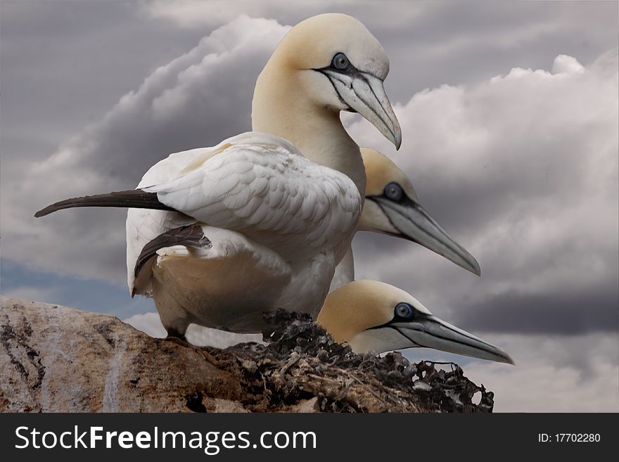 Three adult Northern Gannets on a cliff top on Bass Rock in Scotland. Three adult Northern Gannets on a cliff top on Bass Rock in Scotland.