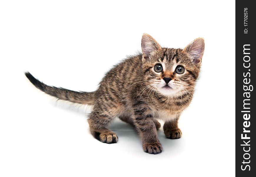 Kitten on white background. looks upwards. Kitten on white background. looks upwards