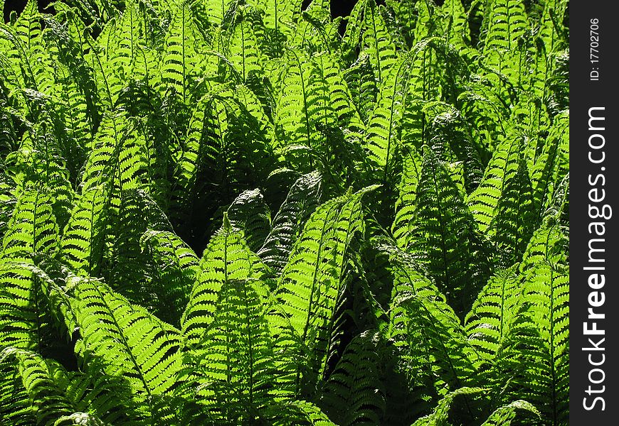 Lush green fern plants against the light. Lush green fern plants against the light