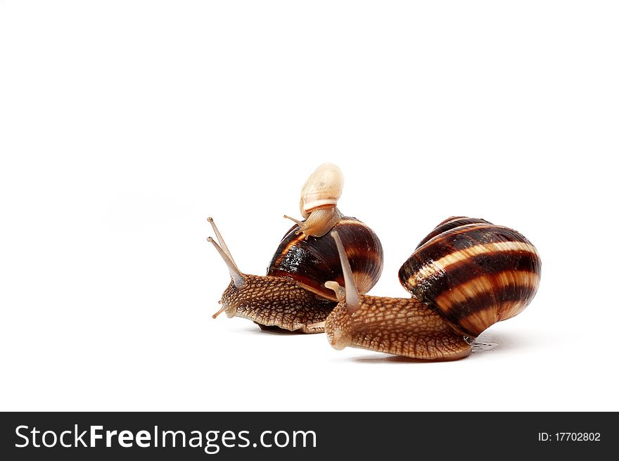 Two funny garden snails and a little snail ,representing a family. Two funny garden snails and a little snail ,representing a family