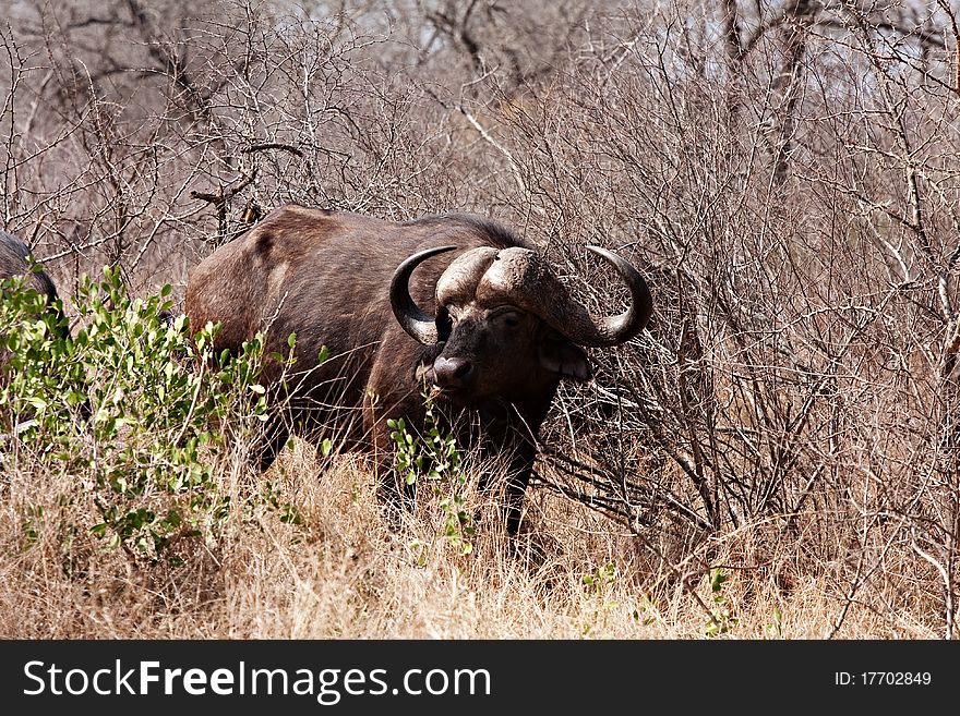 African cape buffalo in Kruger National Park, South Africa