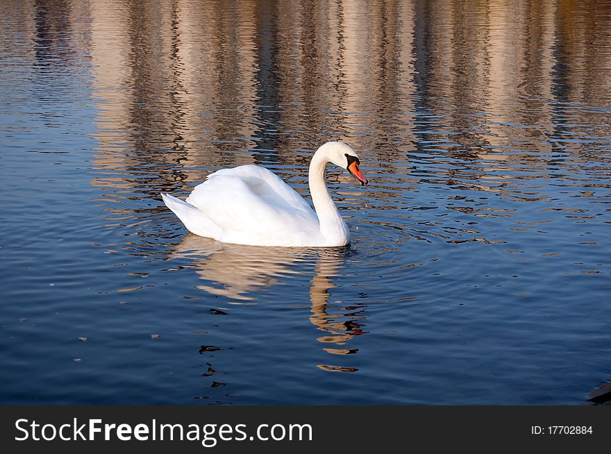 Polish white swam on lake. Polish white swam on lake