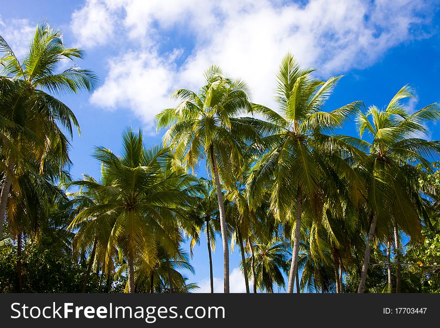 Palms on a background sky in tropics