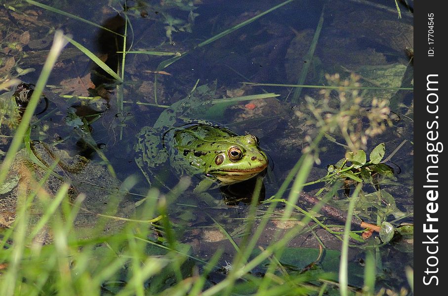 Rana esculenta -water frog sitting by the shore. Rana esculenta -water frog sitting by the shore.