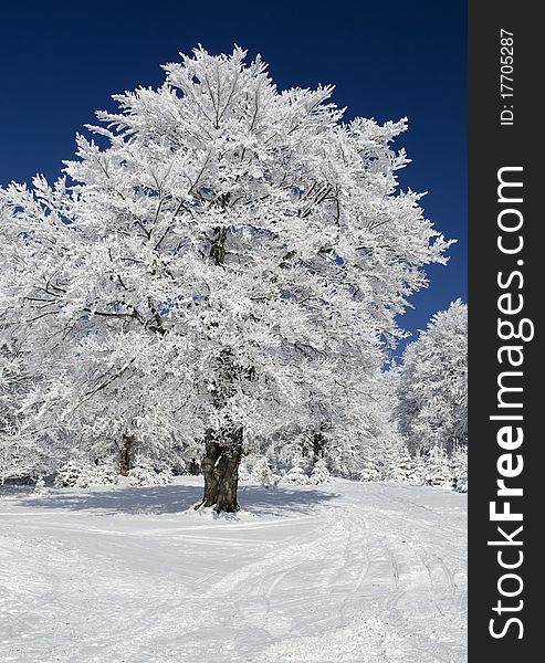 Mountain trail between snowy trees in Alps