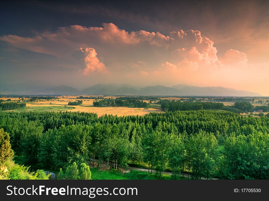 Forest In Sunset