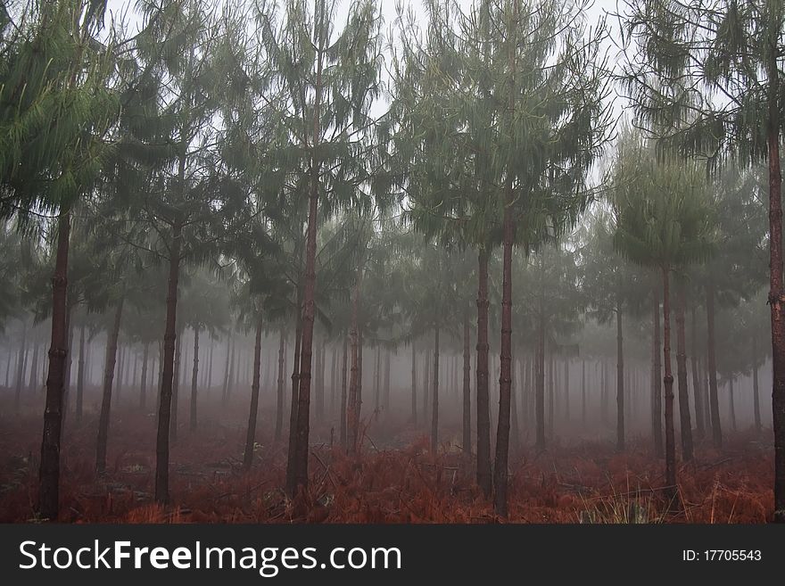 Misty pine forest with ground covered in red coloured fallen branches and pine needles. Misty pine forest with ground covered in red coloured fallen branches and pine needles