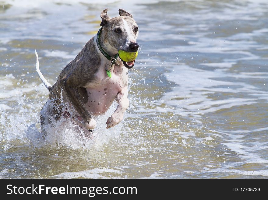 Brindle and white whippet jumping through the waves at the beach. Brindle and white whippet jumping through the waves at the beach.