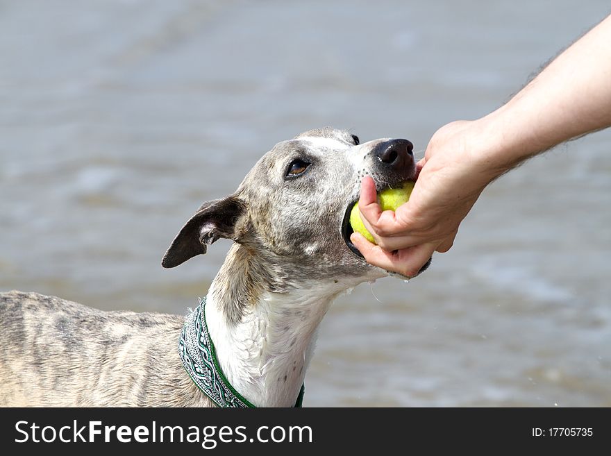 Tug of war with whippet and man