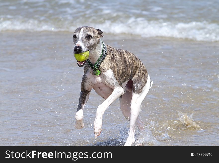 Brindle and white whippet running through sea with ball. Brindle and white whippet running through sea with ball.