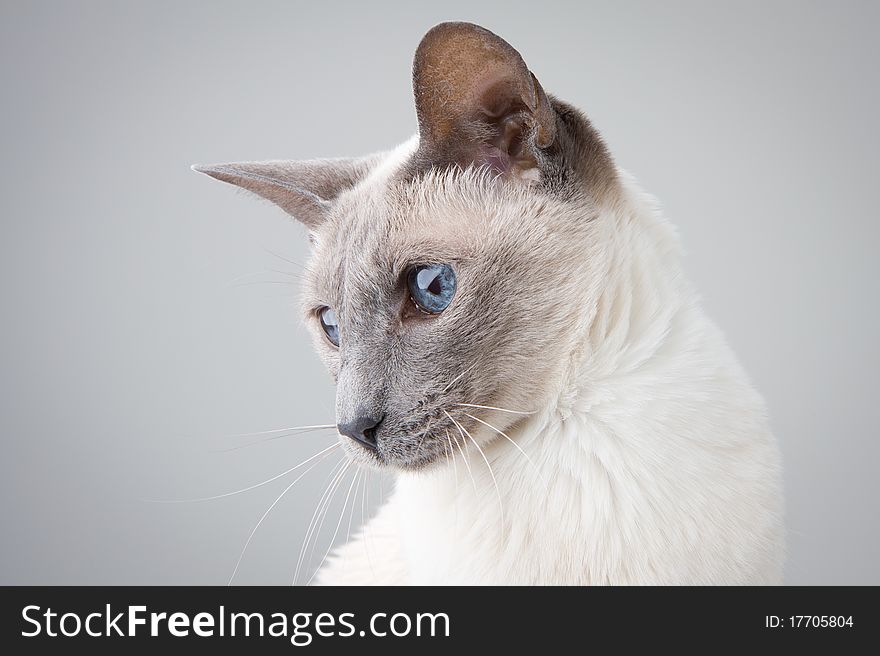 Blue Point Siamese Cat posing on gray background - Profile Portrait. Blue Point Siamese Cat posing on gray background - Profile Portrait