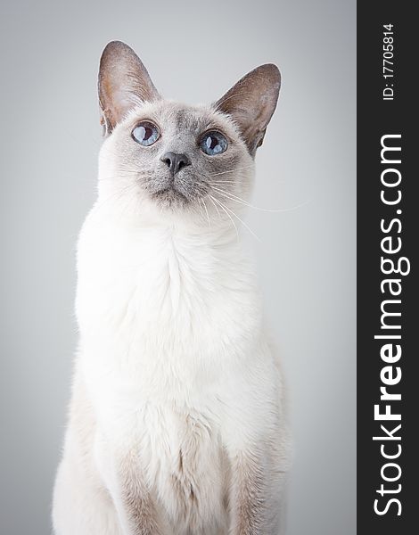 Blue Point Siamese Cat posing on gray background - Looking up with curiosity. Blue Point Siamese Cat posing on gray background - Looking up with curiosity