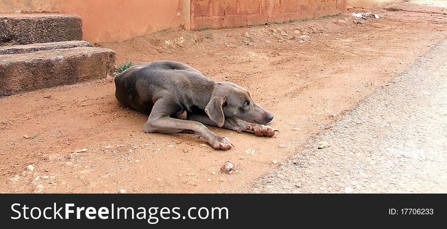 Resting Dog in Dominican Republic