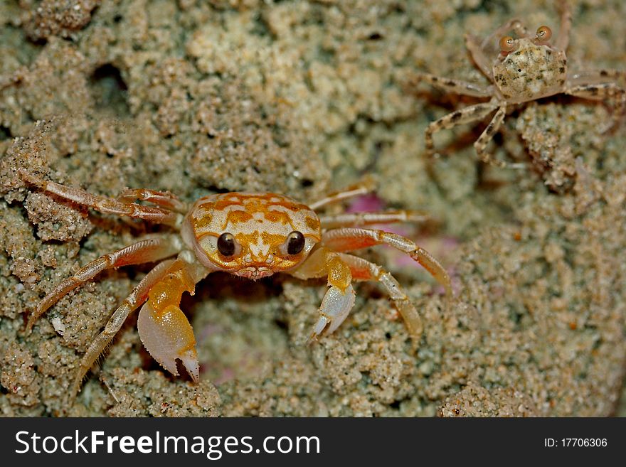 Ghost crabs, also called sand crabs, are crabs of the genus Ocypode, common shore crabs in many countries. Ghost crabs dominate sandy shores in tropical and subtropical areas. Ghost crabs, also called sand crabs, are crabs of the genus Ocypode, common shore crabs in many countries. Ghost crabs dominate sandy shores in tropical and subtropical areas.