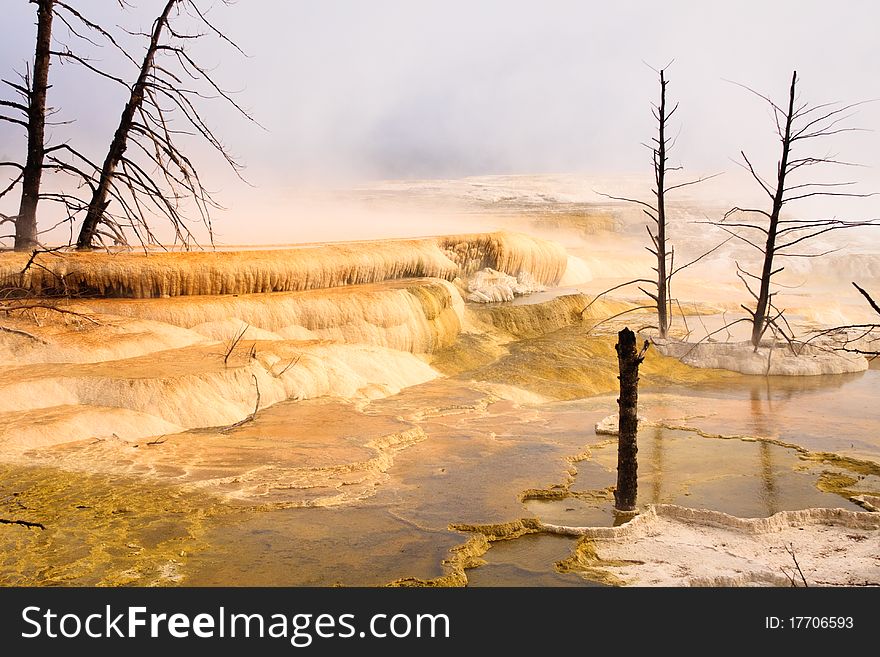 Dead trees stand over the colorful pool of Canary Spring, Mammoth Hot Springs. Dead trees stand over the colorful pool of Canary Spring, Mammoth Hot Springs.