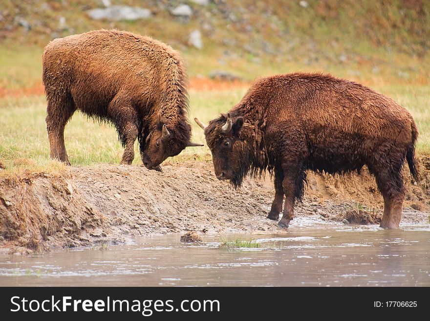 Two female bison play fighing along the Madison River, Yellowstone. Two female bison play fighing along the Madison River, Yellowstone.
