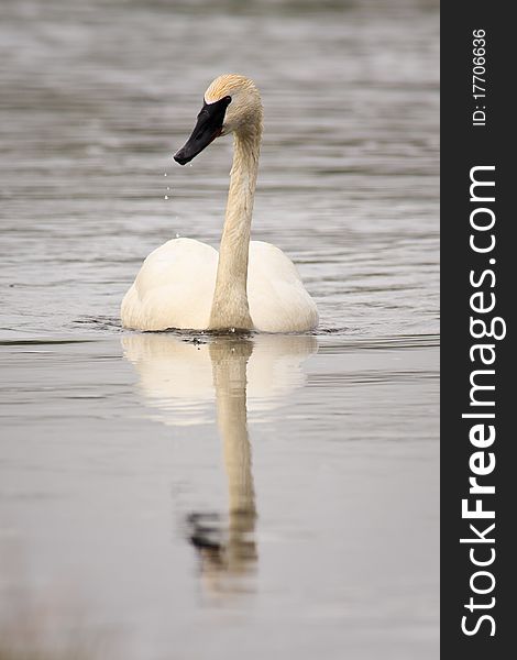 White trumpeter swan swimming up a river with water dripping from its beak.