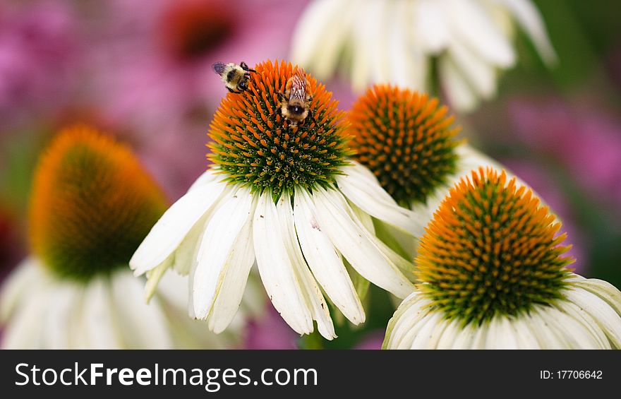 Panoramic image of two bumble bees feeding from a white cone flower. Panoramic image of two bumble bees feeding from a white cone flower.
