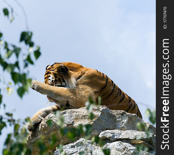 Tiger on the rock, yawn, zoo and wildlife