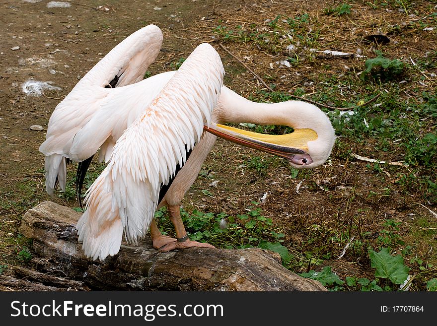 Pelican - Pelecanus - wildlife and zoo