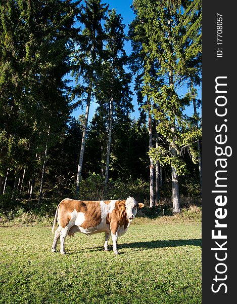 Cow on an idyllic Pasture with some Conifers