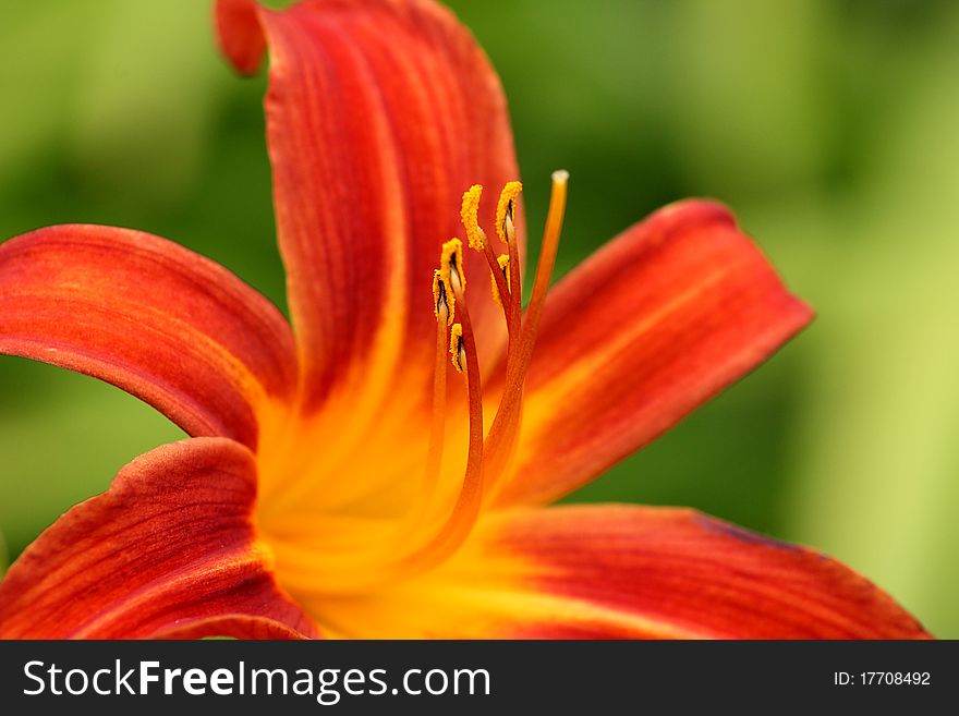 Lily Lilium macro in the garden. Lily Lilium macro in the garden