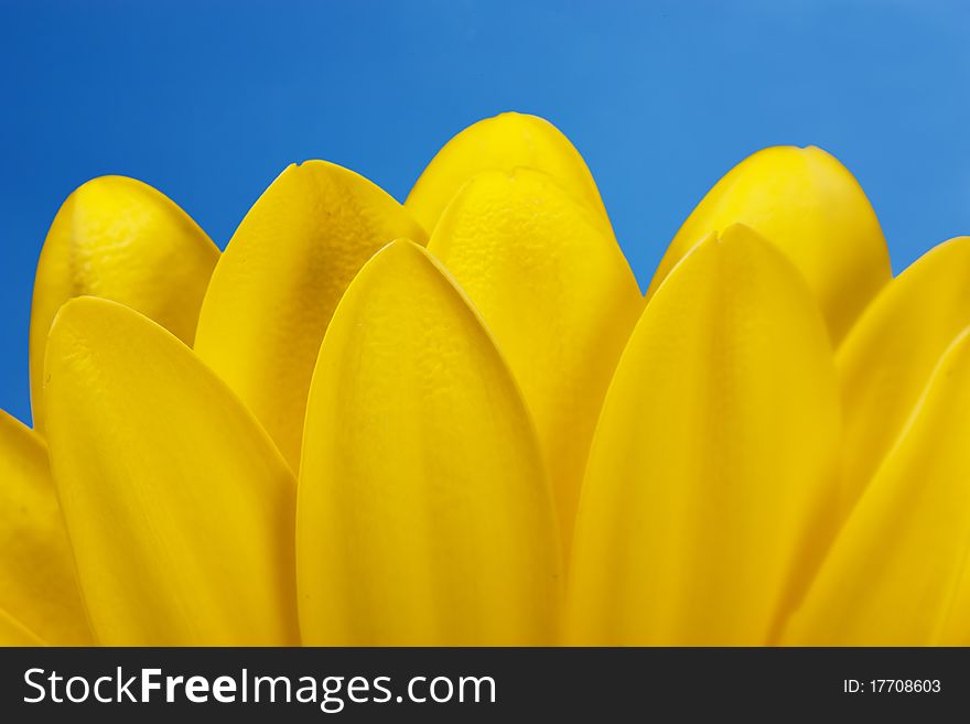 Macro view of yellow petals with blue sky background