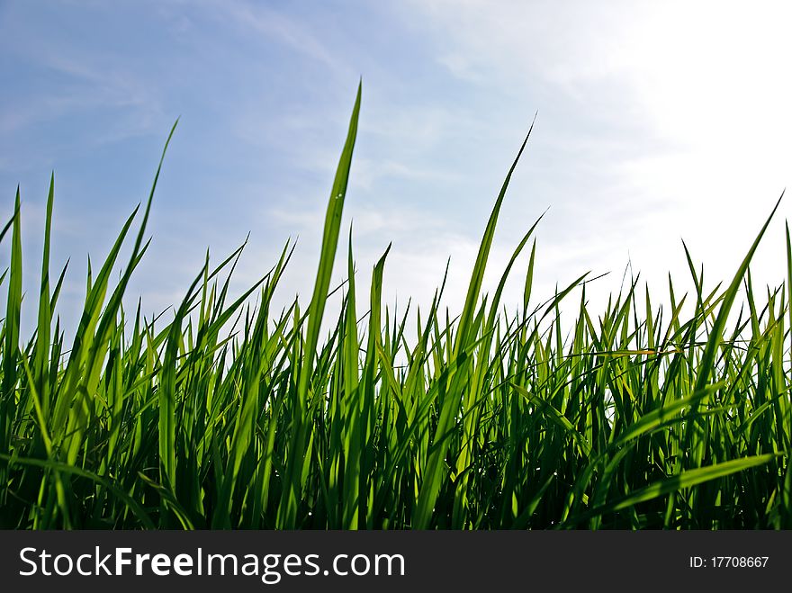 Young rice in field rice in the morning