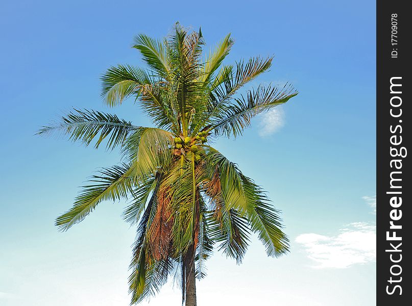 Palm in the blue sky