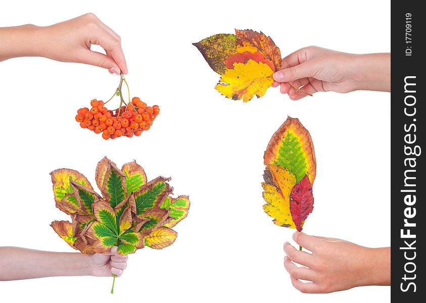 Autumn leaves and orange berries on a female hand, isolated. Autumn leaves and orange berries on a female hand, isolated