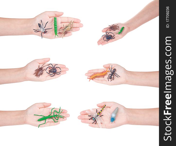 Insects In A Female Hand, Isolated