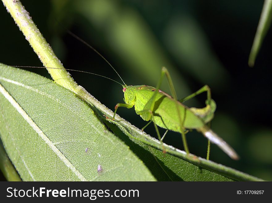 Grasshopper in the grass on a sunny day