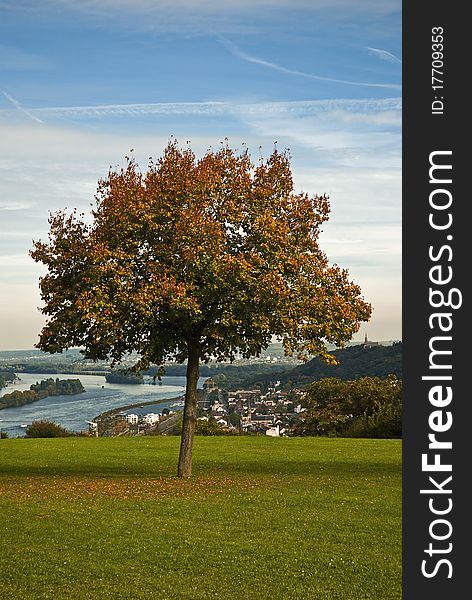 Autumnal tree on a hill above the river rhine in bingen