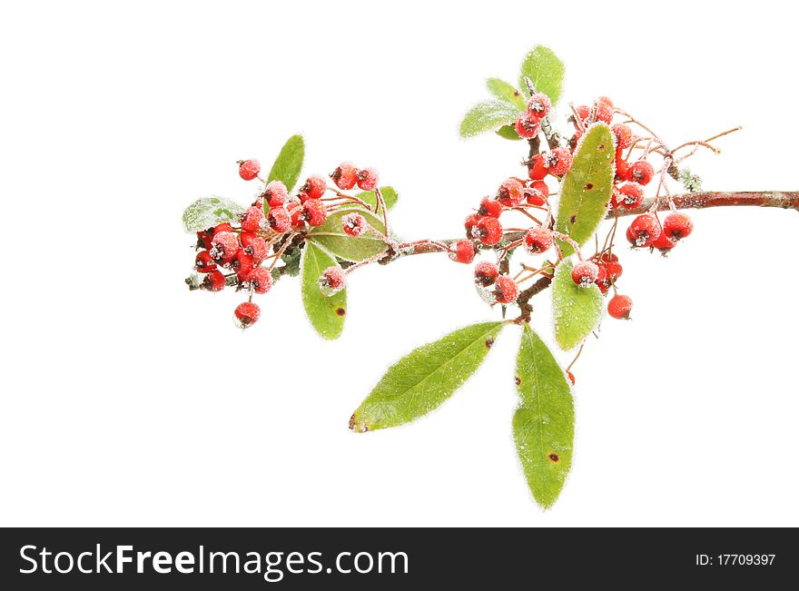 Pyracantha berries and leaves covered in frost. Pyracantha berries and leaves covered in frost