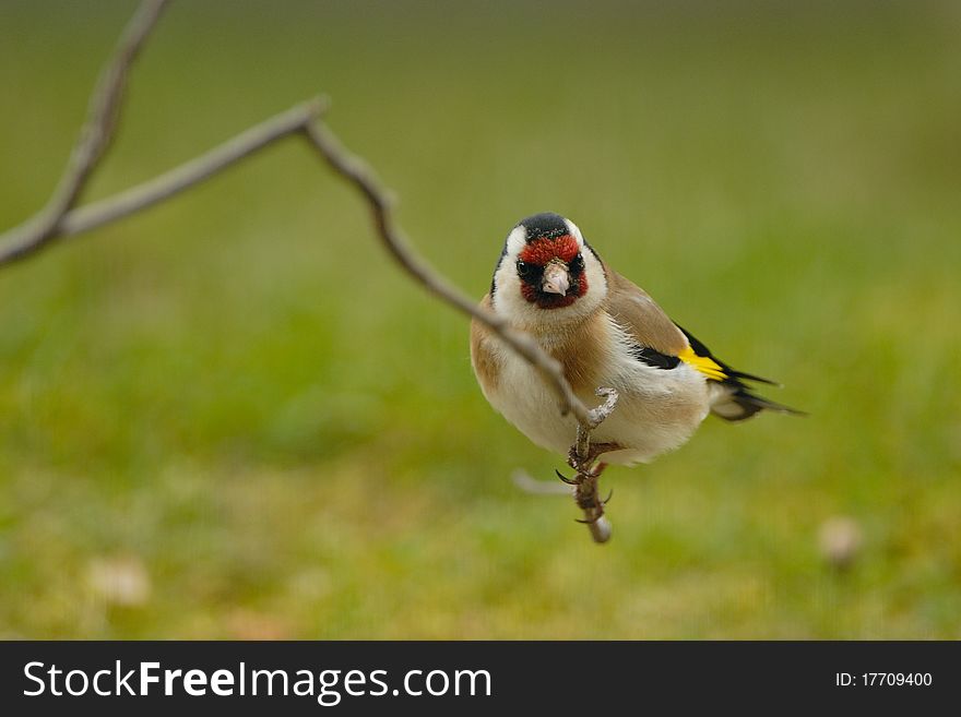 Goldfinch sitting on a branch.