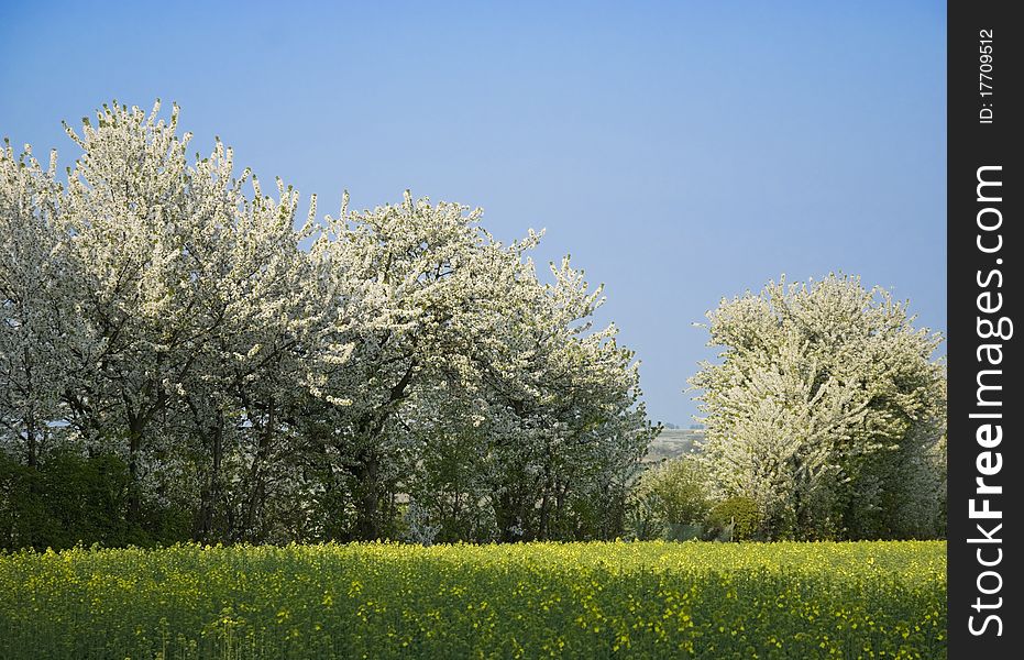 White blossom of trees behind the first blossom of. White blossom of trees behind the first blossom of