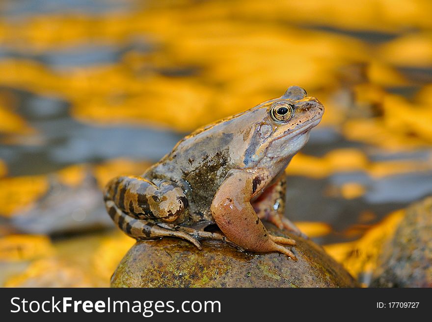 Frog portrait. In the spring during the spawning period. Frog portrait. In the spring during the spawning period.