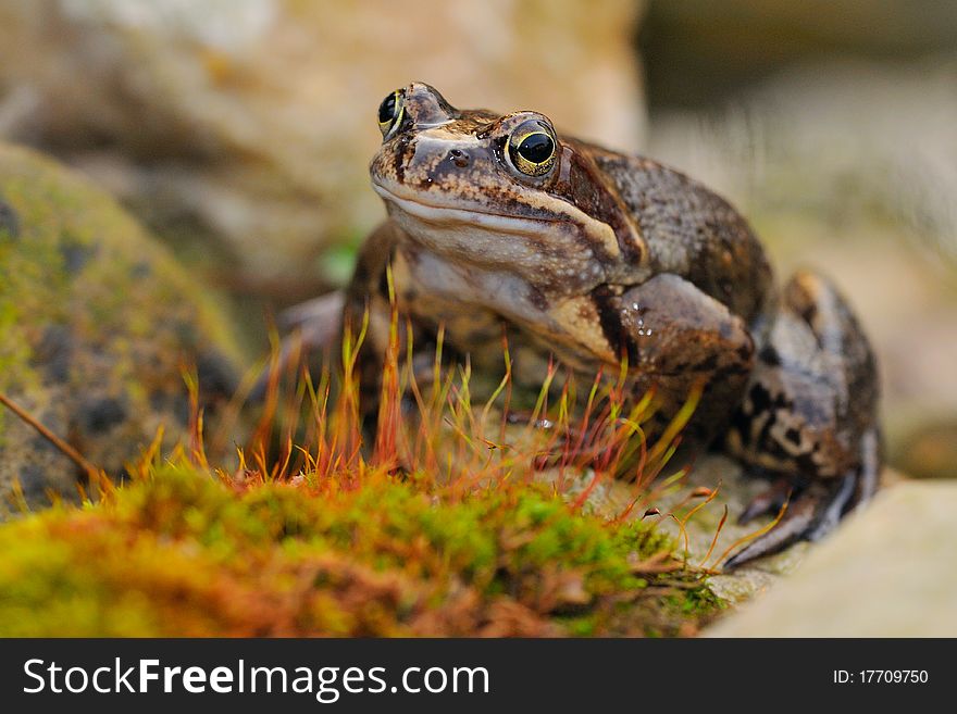 Frog portrait. In the spring during the spawning period. Frog portrait. In the spring during the spawning period.