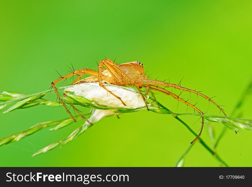 Lynx Spider With Egg Sac In Natural Environment