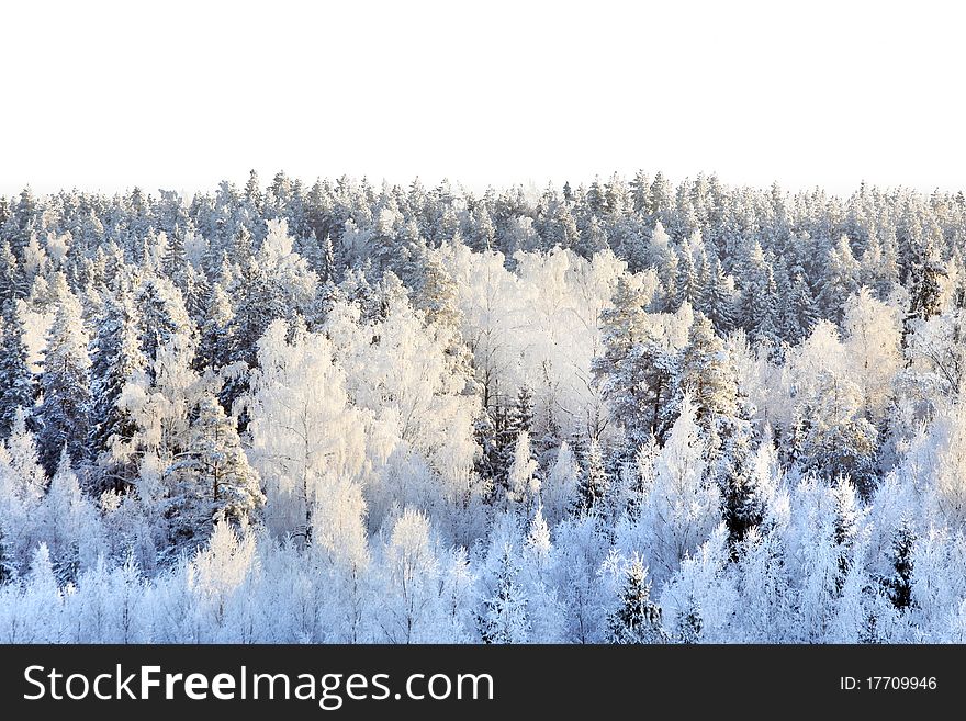 Snowy birches and spruces on a sunny day. Snowy birches and spruces on a sunny day