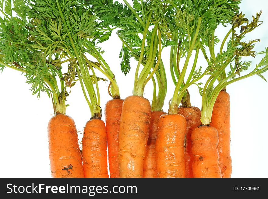 Baby Carrot Plants On White Background. Baby Carrot Plants On White Background