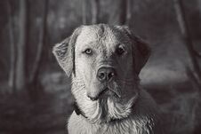 Lovely Portrait Of Labrador Retriever Stock Images