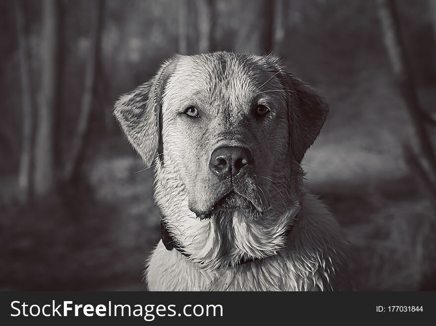 A lovely dog labrador retriever in almere a beautiful portrait. A lovely dog labrador retriever in almere a beautiful portrait